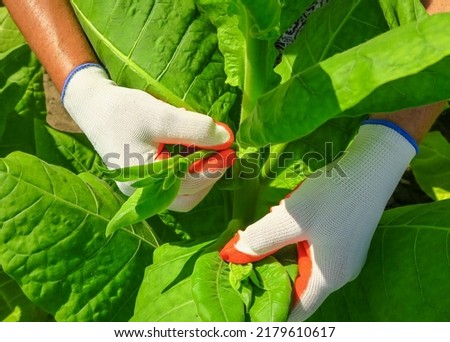 pasching tobacco on a tobacco farm. woman removes side shoots on tobacco Royalty-Free Stock Photo #2179610617