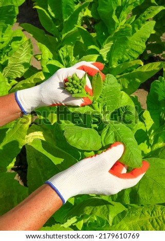 pasching tobacco on a tobacco farm. woman removes side shoots on tobacco Royalty-Free Stock Photo #2179610769