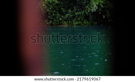 Lake with fish in the forest