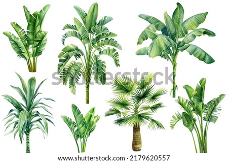 Palm trees on isolated white background, summer set. Jungle design