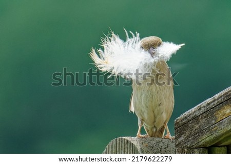 House sparrow (Passer domesticus) with feather in beak