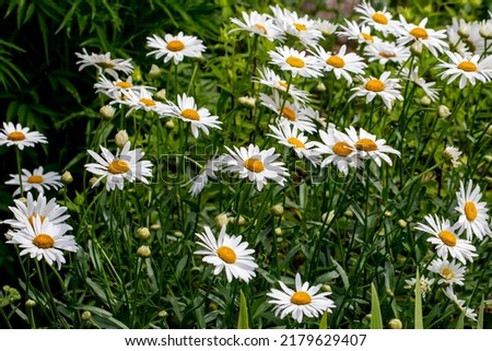 The daisy (Bellis perennis). Known as common daisy, lawn daisy or English daisy. Royalty-Free Stock Photo #2179629407
