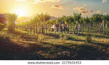 Tractor in the vineyard at sunset. Royalty-Free Stock Photo #2179631453