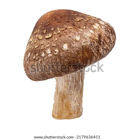 Shiitake Mushrooms isolated on white background Royalty-Free Stock Photo #2179636451