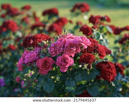 Close up photography of a beautiful bright pink and red roses bushes. Flowers petals. Natural colorful textured pattern. Suiatble for postcard, backgrounds, design, posters, greeting card.
