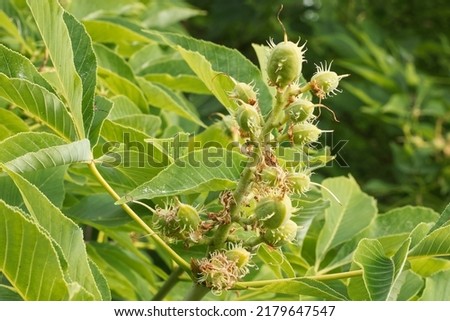 Aesculus flava, yellow buckeye, common buckeye or sweet buckeye.
Seeds of the Aesculus flava tree. Close-up. Royalty-Free Stock Photo #2179647547