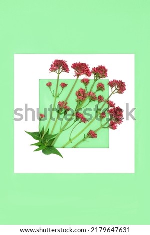 Red valerian herb flower plant background frame. Flowers can be used to make perfume. Minimal border botanical nature study composition. On white background. Valeriana officinalis.