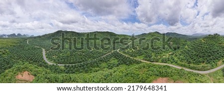 Aerial view drone shot of panorama Palm trees plantation rainforest landscape nature scenery view in thailand Amazing High angle view