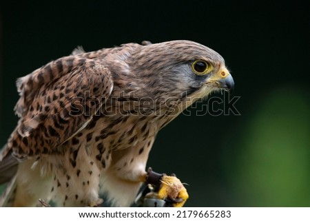 A small and beautiful Common Kestrel