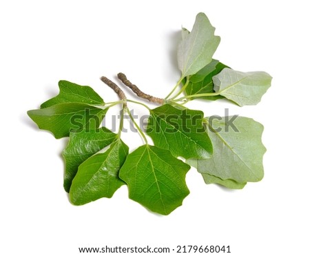 Populus alba, commonly called silver poplar, silverleaf poplar, or white poplar. Isolated on white background. Royalty-Free Stock Photo #2179668041