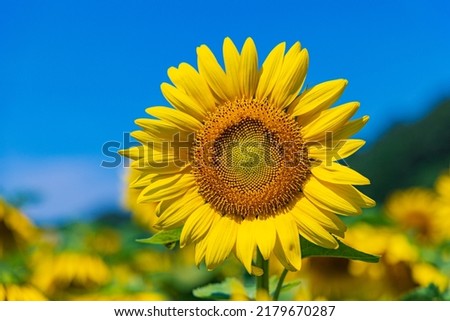 Sunflowers in full bloom under the blue sky