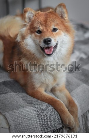 Portrait of japanese fluffy shiba inu dog. Cheerful and smiling dog lies on the bed and calls to play