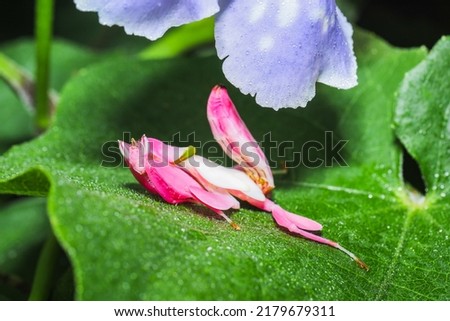 Orchid mantis preying, Pink orchid mantis, Hymenopus coronatus, 