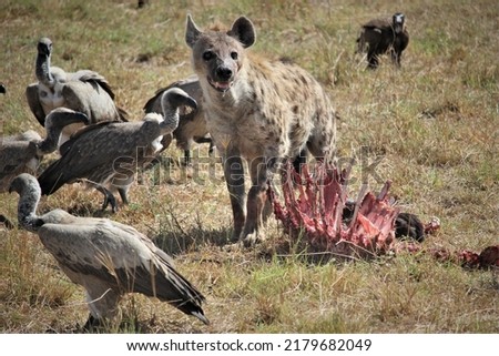 Wild hyena fighting vultures to eat a decaying carcass 