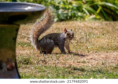 A grey squirrel standing on a dry lawn on a hot summer's day