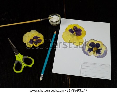 Creation of a herbarium. Herbarium sheet with samples of pansy flowers,  the necessary tools for work lie on the wooden table.