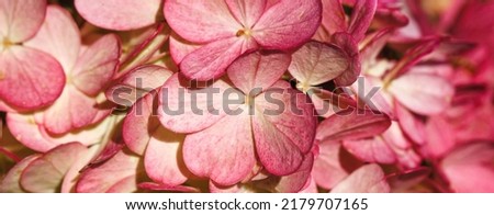 Burgundy color hydrangea flowers pattern close up full frame background top view. Flowers texture. Autumn banner