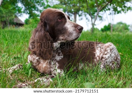 Brown spotted Russian spaniel in the forest Royalty-Free Stock Photo #2179712151