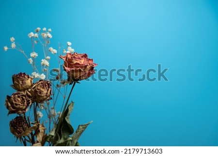 Dried flowers of roses on a blue background
