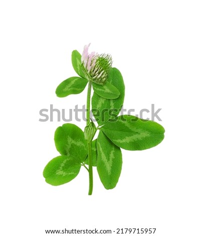 Clover flower with leaves close-up isolated on white background                               