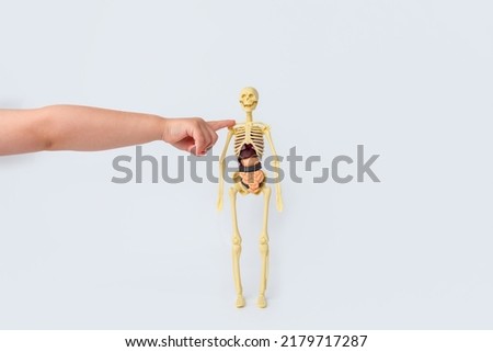 small children's hand touches with a finger a toy skeleton with internal organs, a human body model, anatomy study, educational toys, montessori, kindergarten, bones, stomach, lungs, heart, skull Royalty-Free Stock Photo #2179717287
