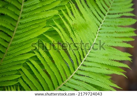 Beautiful fern leaf texture in nature. Natural ferns background Fern leaves Close up ferns nature. Fern plants in forest Background of the ferns Nature concept. Green ferns nature. Natural floral fern Royalty-Free Stock Photo #2179724043