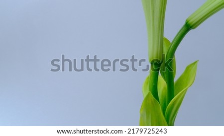 Green leaf houseplant clean image, space copy, on white background