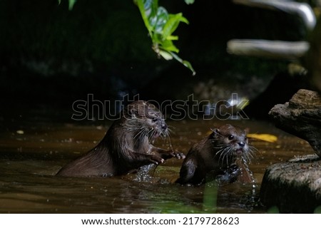 Asian small-clawed Otters  (Aonyx cinereus) Juveniles playing in shady pool.