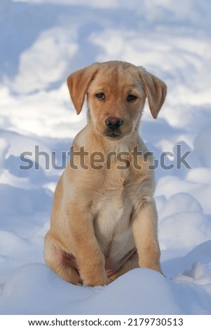 Yellow Lab puppy sitting in the snow