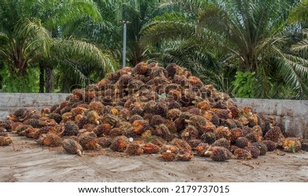 Close up image of red fresh fruit bunch ripe palm fruit from agriculture plantation, raw material for palm oil industry to be commodity,cooking oil,vegetable oil,fuel and energy.