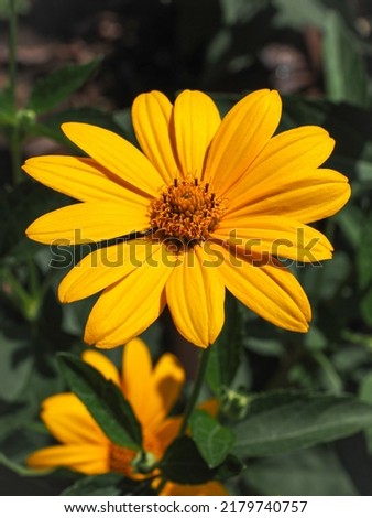 Helianthus tuberosus, bright yellow flower, close up. Jerusalem artichoke, called as sunroot, sunchoke, wild sunflower, topinambur or earth apple is species of sunflower or aster family, Asteraceae.