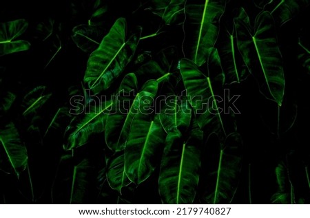 Tropical foliage, green leaves pattern background, green leaves texture on dark green nature background.