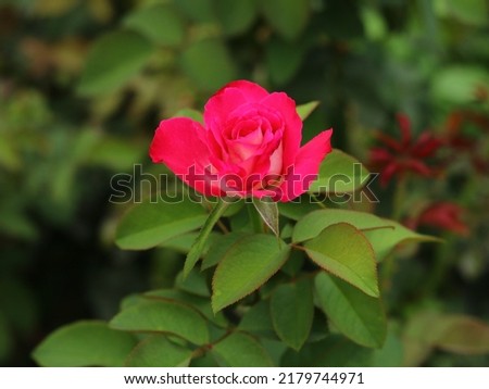 Beautiful Pink Damask rose flower