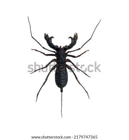 Scorpion isolated on white. Giant buggy scorpion Hypocnotus rangunensis with big scary jaws from Thailand macro. Arachnidae, collection insects