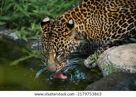 close up picture of a leopard (Panthera pardus) drinking water in a pond, how to drink a leopard is by sticking out its tongue
