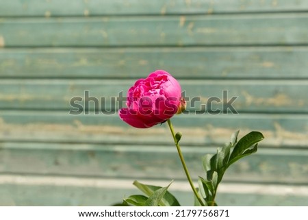 macro photography. isolated flower. flower close-up. beautiful desktop wallpapers. background with a large flower. floral wallpaper. a delicate peony bud. pink peony on the background of a turquoise w