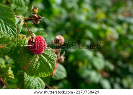 One raspberry on a branch with a green leaf and copy space for text