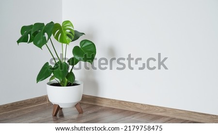 Close up of beautiful monstera flower leaves or swiss cheese plant, Monstera deliciosa Liebm, Araceae in white pot against white wall and brown floor, interior minimalism concept, banner, copy space Royalty-Free Stock Photo #2179758475