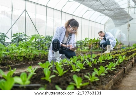 Scientis are analyzing organic vegetables plants in greenhouse , concept of agricultural technology  Royalty-Free Stock Photo #2179763101