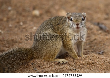 Ockerfußbuschhörnchen - Tree Squirrel - Paraxerus Cepapi