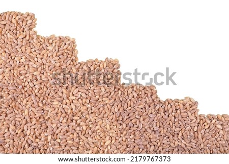 The surface is covered with wheat grains in steps. Barley grains isolated on a white background.