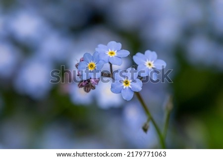 Blue forget me not flowers on a green background on a sunny day in springtime macro photography. Blooming Myosotis wildflowers with blue petals on a summer day close-up photo. Royalty-Free Stock Photo #2179771063