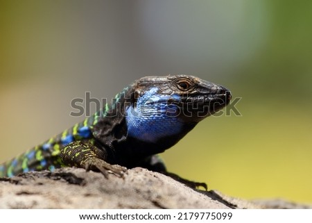 Gallotia galloti or Gallot's lizard or Tenerife lizard sometimes Western Canaries lizard, portrait of a large male with a green background. A large male lizard with a blue throat patch. Royalty-Free Stock Photo #2179775099