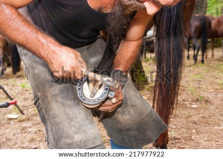 shoeing hooves riding domestic horses for recreation and sport