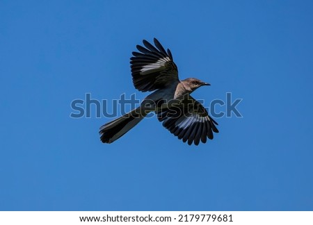 Northern Mockingbird in flight with wings extended
