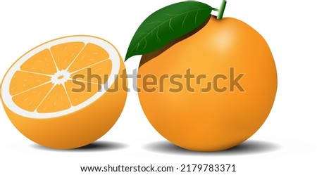 Vector illustration of oranges. Fully editable handmade mesh.