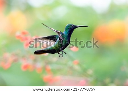 Male Black-throated Mango, Anthracothorax nigricollis, hovering in flight in a garden with colorful blurred background. Royalty-Free Stock Photo #2179790759