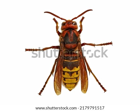 top view of a european hornet, Vespa Crabro, isolated on white background Royalty-Free Stock Photo #2179791517