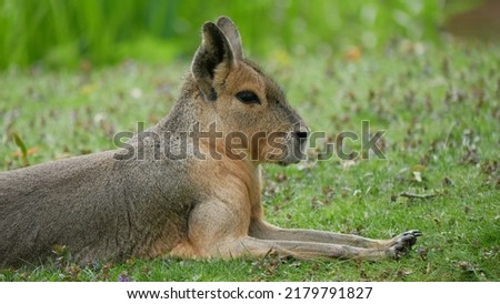 A pampas rabbit in a meadow.