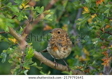 Juvenile Robin (Erithacus rubecula) in Hawthorn tree (Crataegus monogyna)  in summer Royalty-Free Stock Photo #2179792641